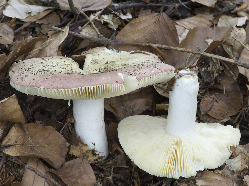 Russula curtipes